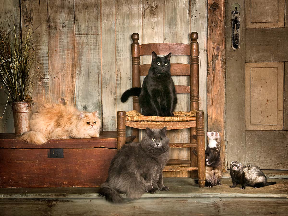 Chats et furets devant le décor vieillot du studio de Photographie Marc Bailey